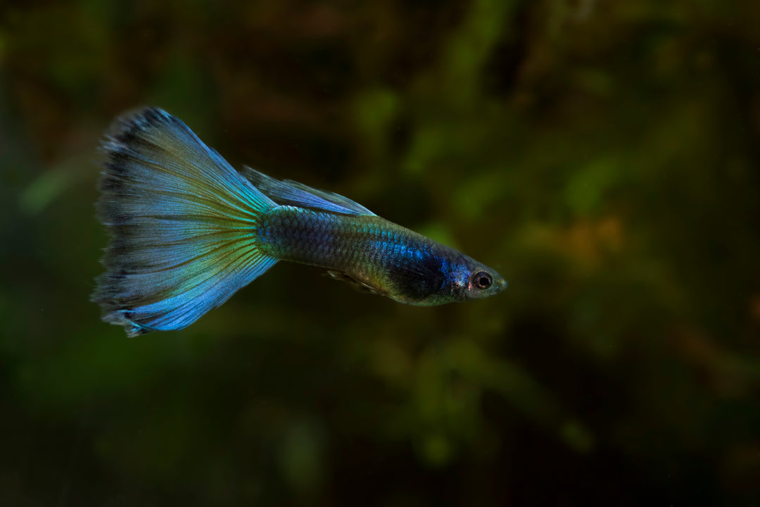 moscow guppy, green moscow guppy, green guppy, moscow guppies, green guppies, moscow green guppy, green moscow guppies, moscow guppies for sale, green guppies for sale. buy green moscow guppy online