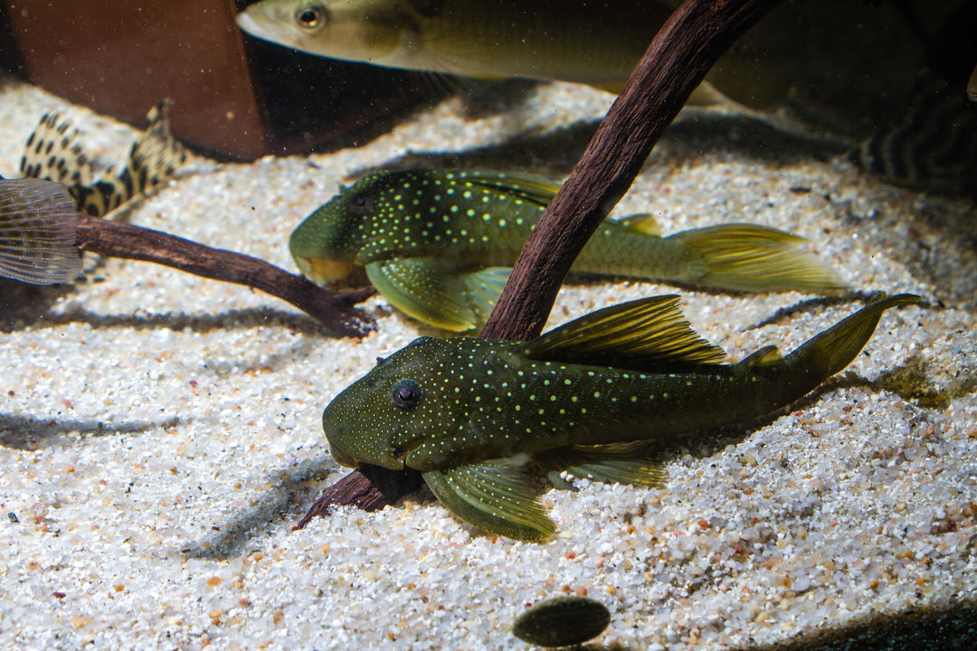 green phantom pleco, green pleco, green phantom, green phantom pleco size, phantom green pleco, green plecostomus, l200 pleco, green phantom pleco for sale, l200 pleco size, l200 green phantom pleco, green phantom fish, pleco green phantom, green pleco fish