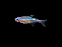 Green Neon Tetra