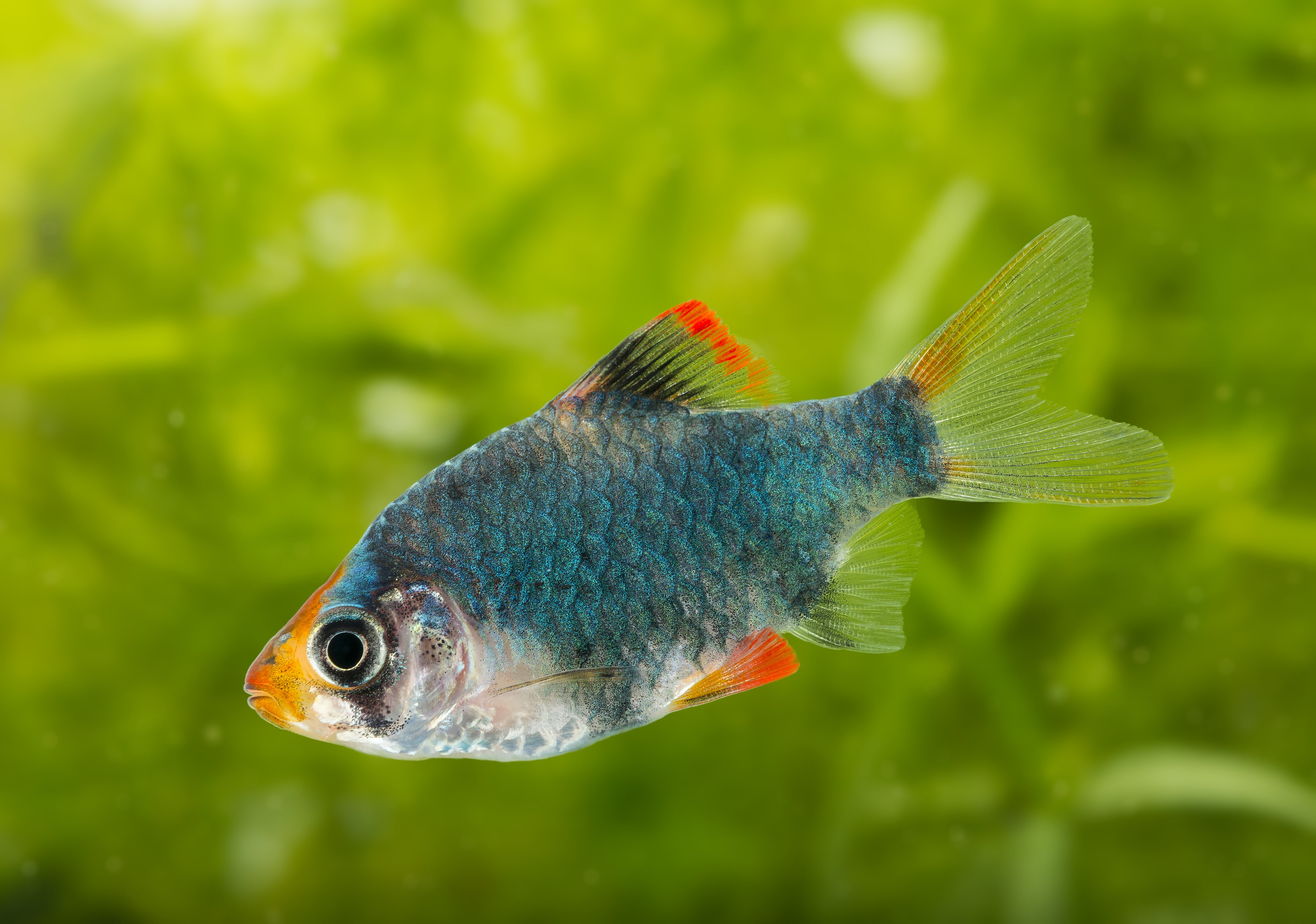 green tiger barb, green tiger barbs, green barb, green barbs, green tiger barb size, green barb fish, tiger barb green, green tiger barb fish, green tiger barb for sale, green tiger barbs for sale, barb fish for sale, barbs for sale, barb fish species
