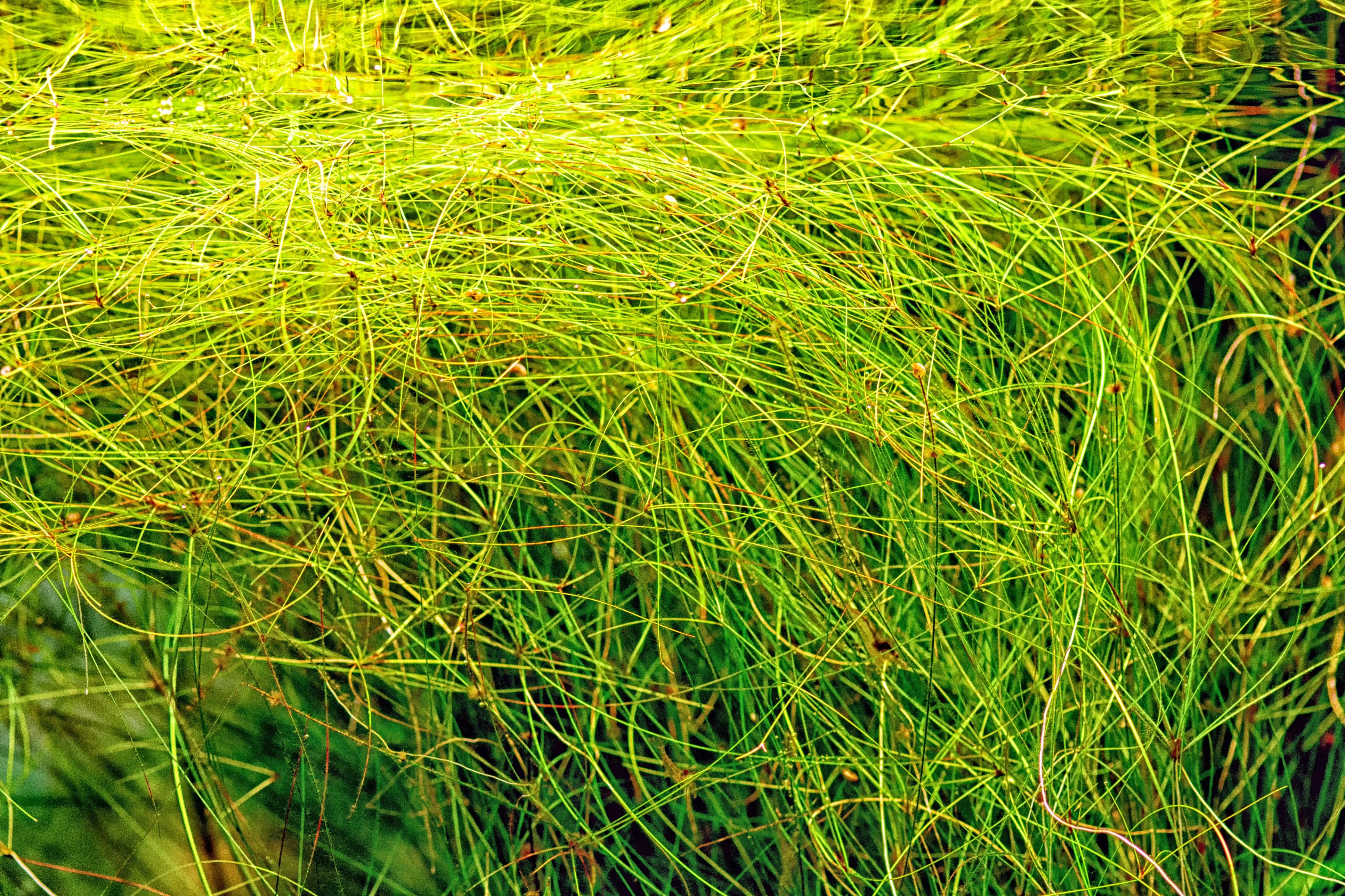 focus on umbrella tall hairgrass (Eleocharis vivipara)