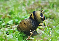 Zebra Thorn/Horn Nerite Snail