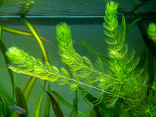 Hornwort Aquatic Plant