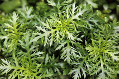 Water Wisteria Aquatic Plant