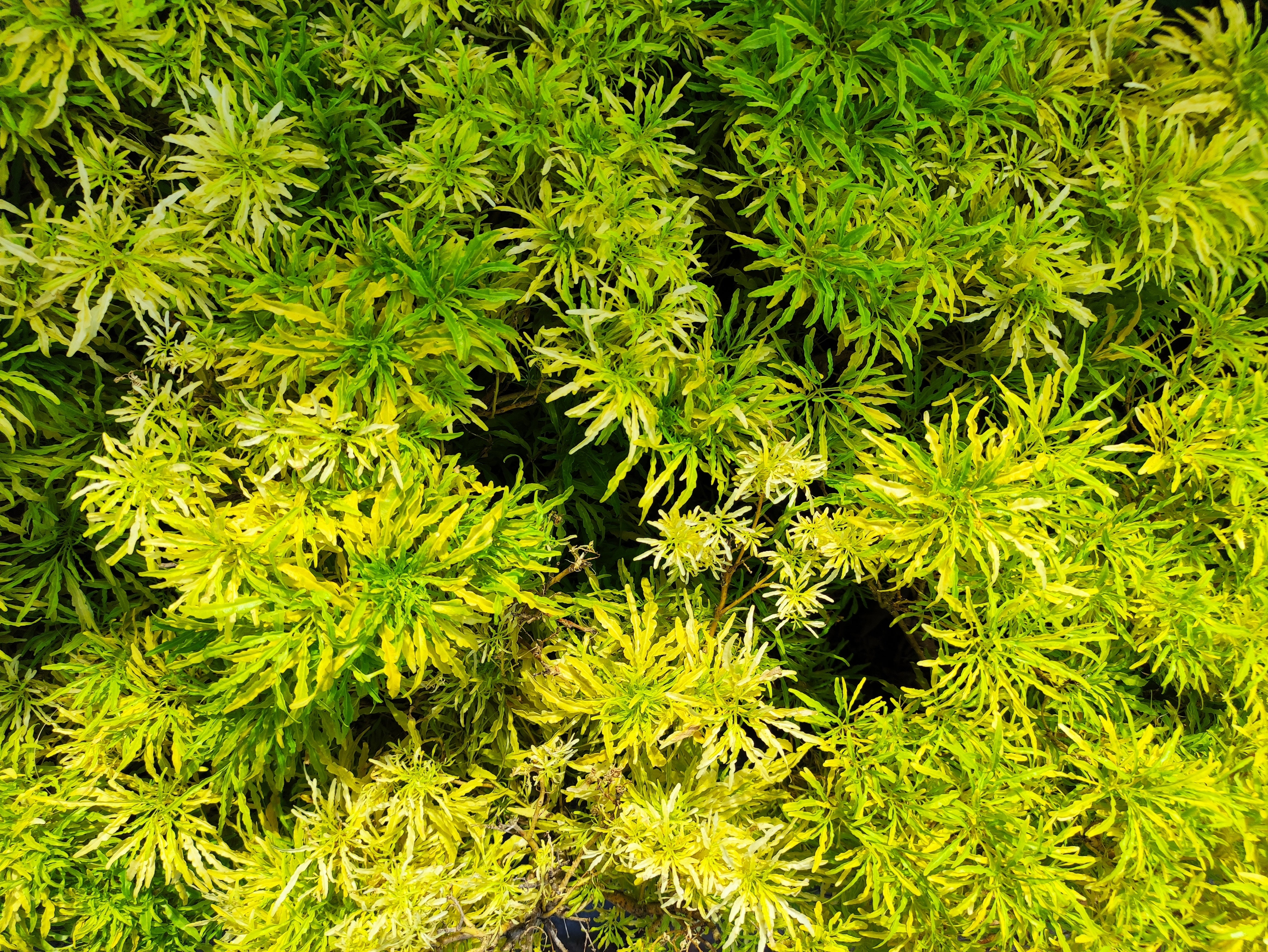 water wisteria, hygrophila difformis, wisteria for sale, wisteria aquarium, water wisteria aquarium plant, water wisteria for sale, water wisteria floating, aquarium wisteria, wisteria aquarium plant, floating water wisteria, wisteria aquatic plant, wisteria plant aquarium, wisteria water