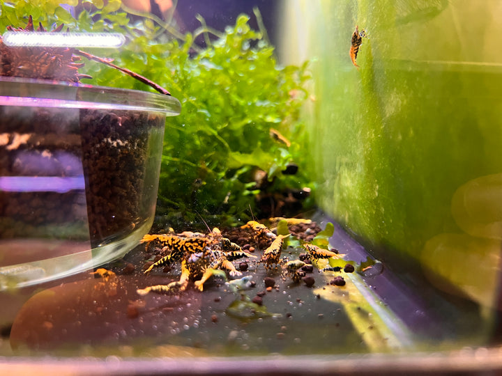 Black Galaxy Fishbone BOA Shrimp
