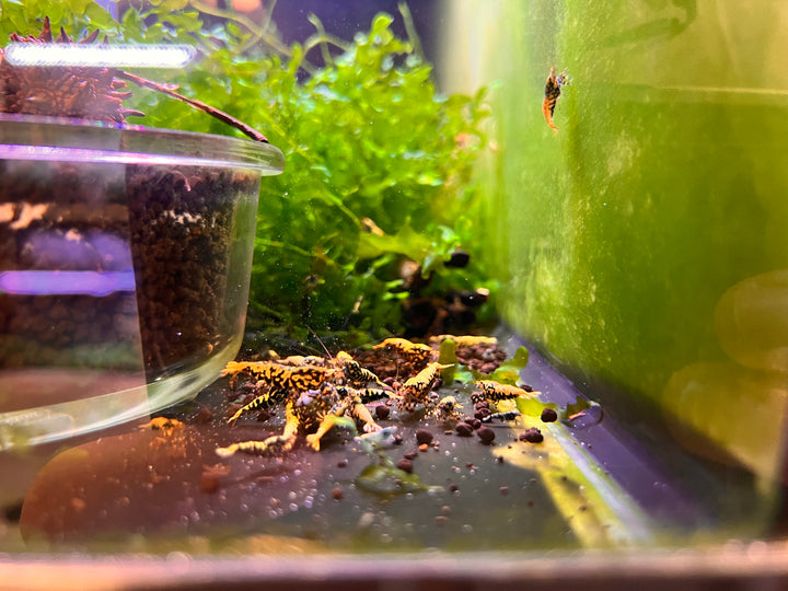 Black Galaxy Fishbone BOA Shrimp