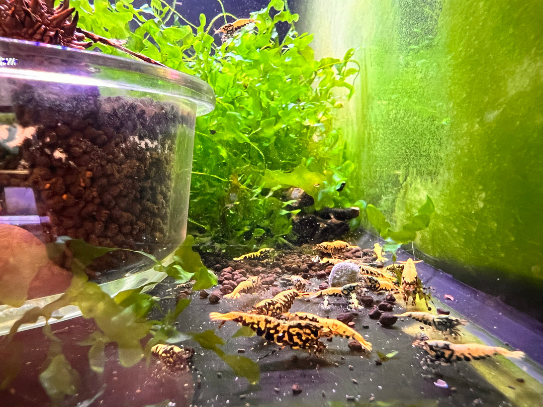 Black Galaxy Fishbone BOA Shrimp