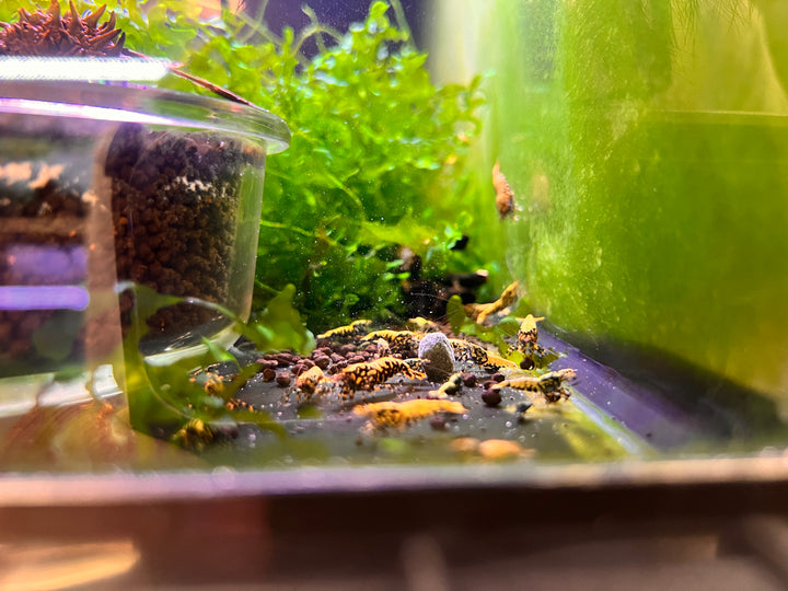 Black Galaxy Fishbone BOA Shrimp