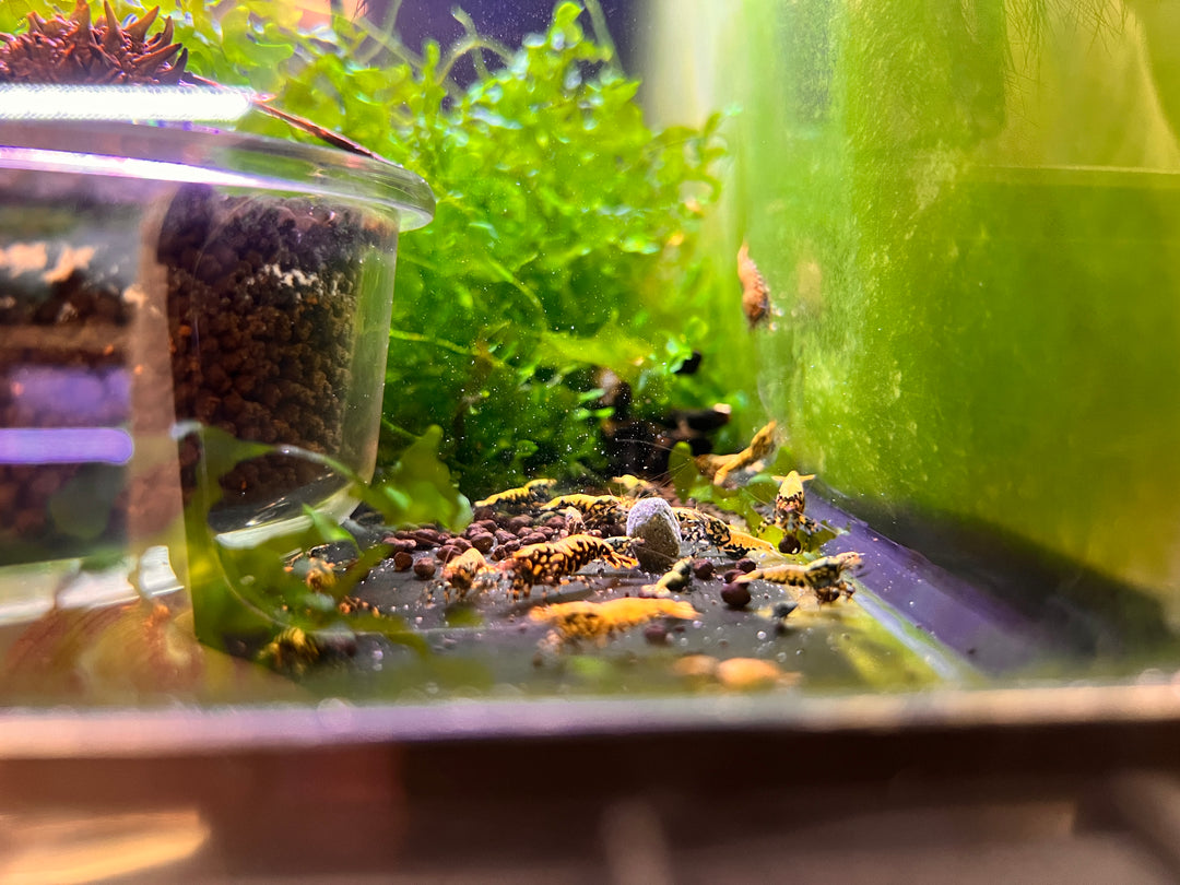 Black Galaxy Fishbone BOA Shrimp