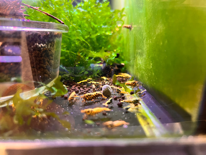 Black Galaxy Fishbone BOA Shrimp