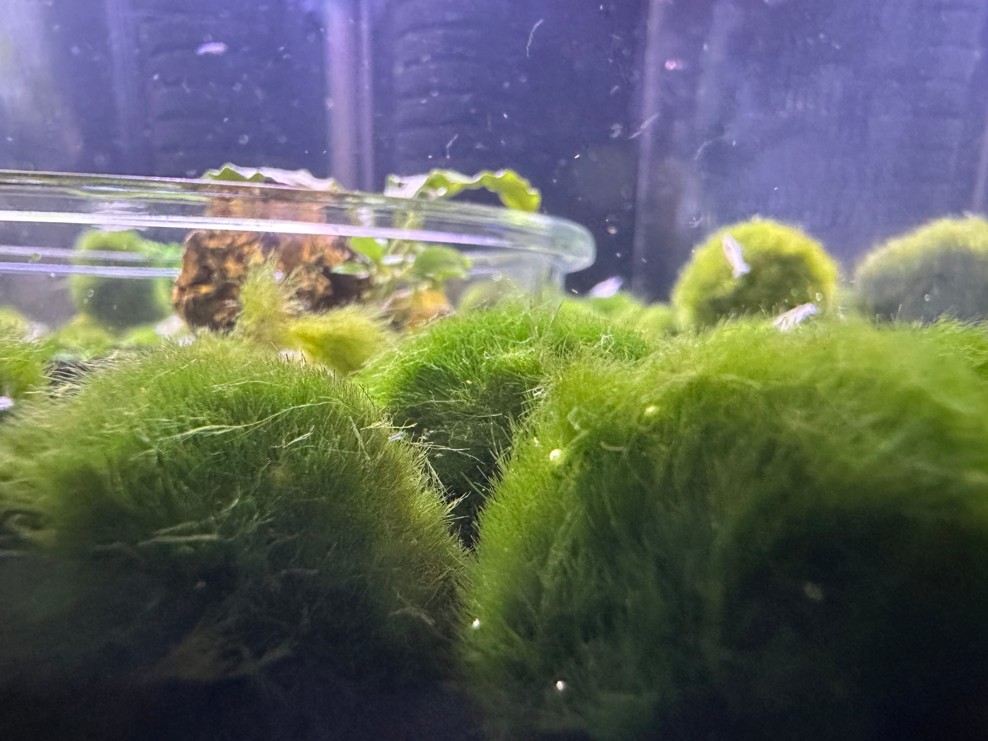 marimo moss ball, marimo moss balls, freshwater plants, moss plants in aquarium, marimo moss ball for sale, buy marimo moss ball online, marimo moss ball fish tank