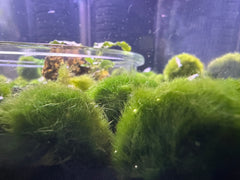 Marimo Moss Balls