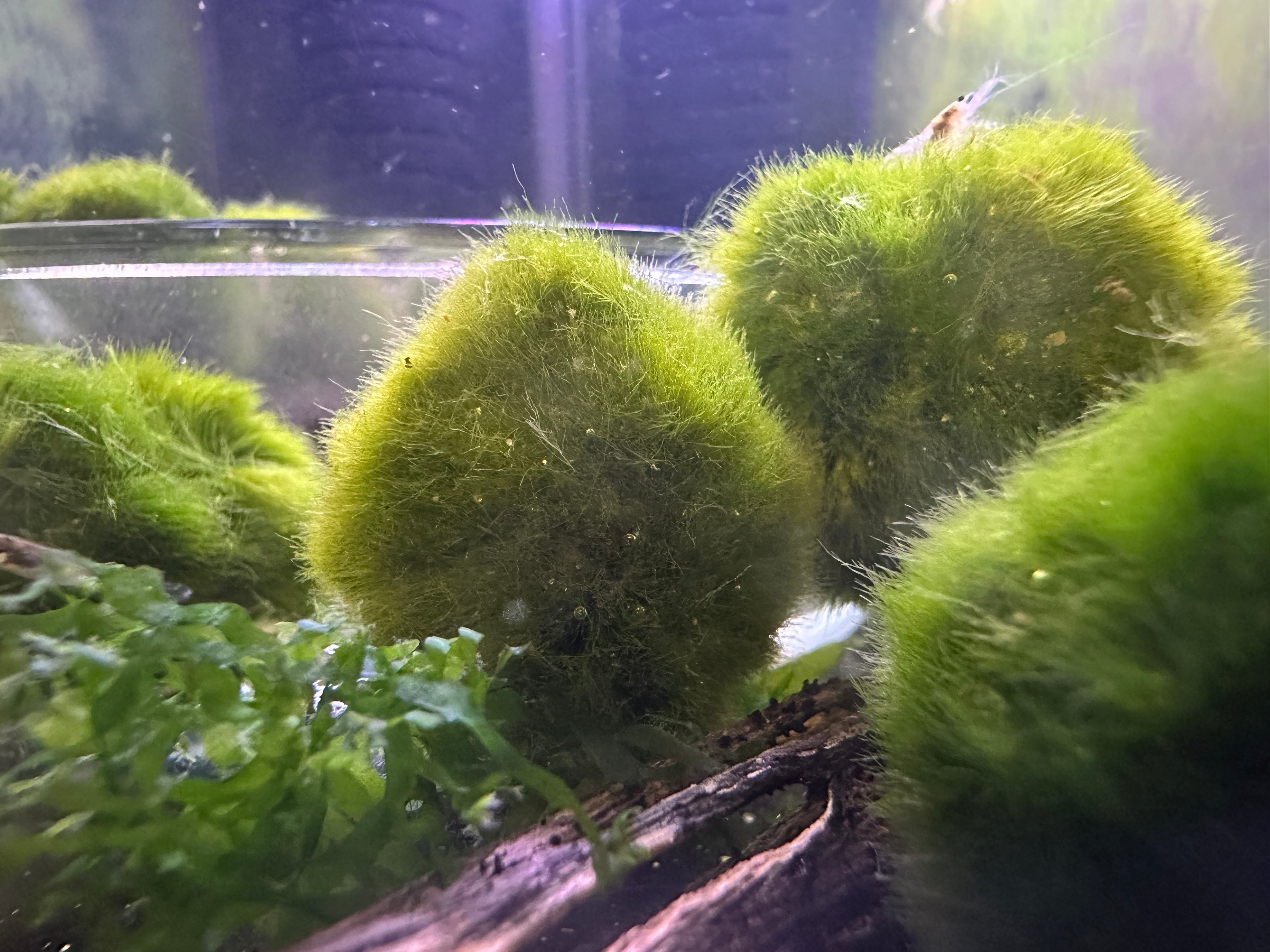 moss plants for aquarium, marimo moss ball for sale, marimo moss balls, buy marimo moss balls online, marimo moss balls for fish tank, freshwater plants for sale