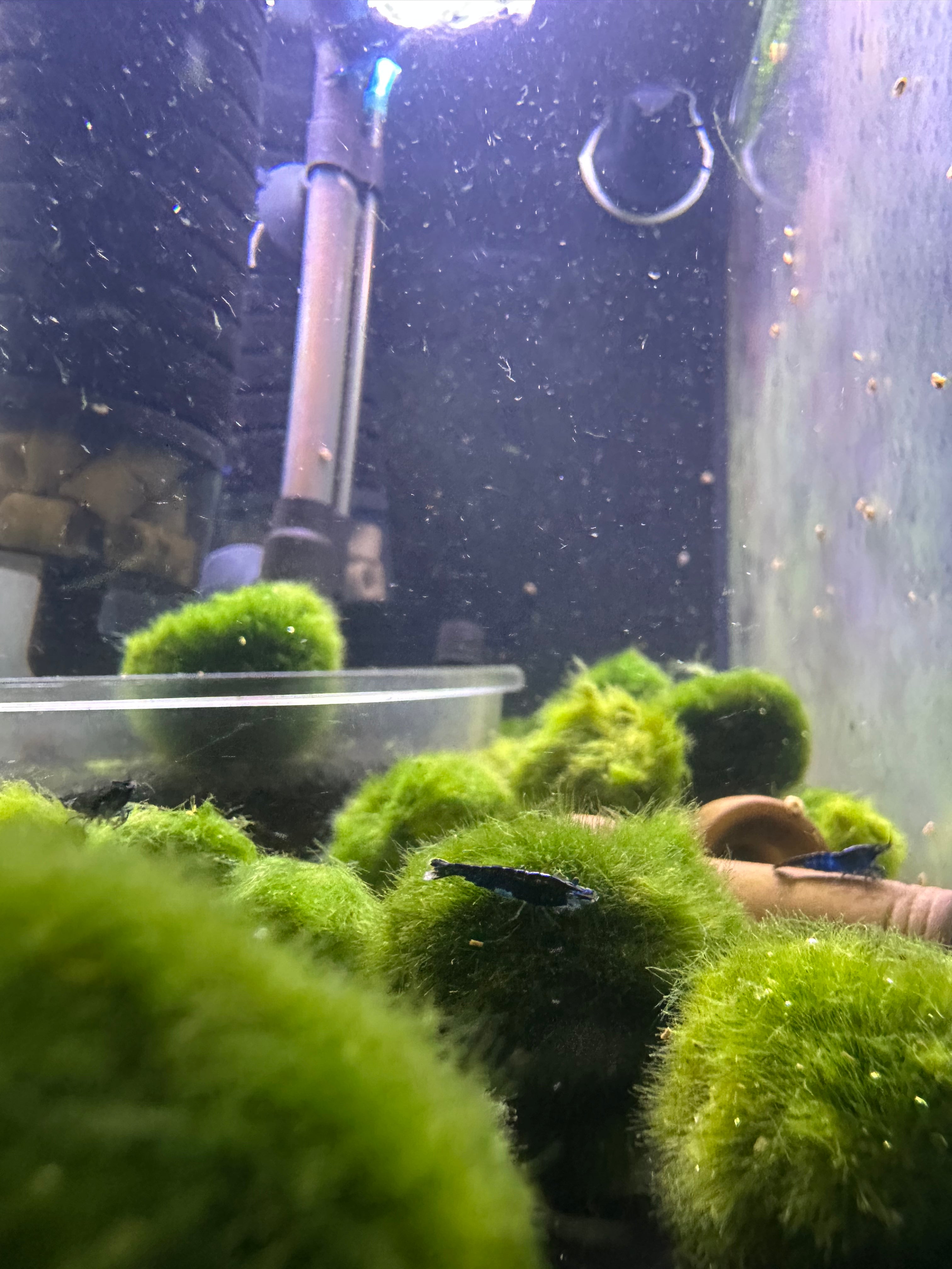 buy marimo moss balls online, marimo moss balls for sale, marimo moss ball, marimo moss balls for fish tank, moss plants for aquarium