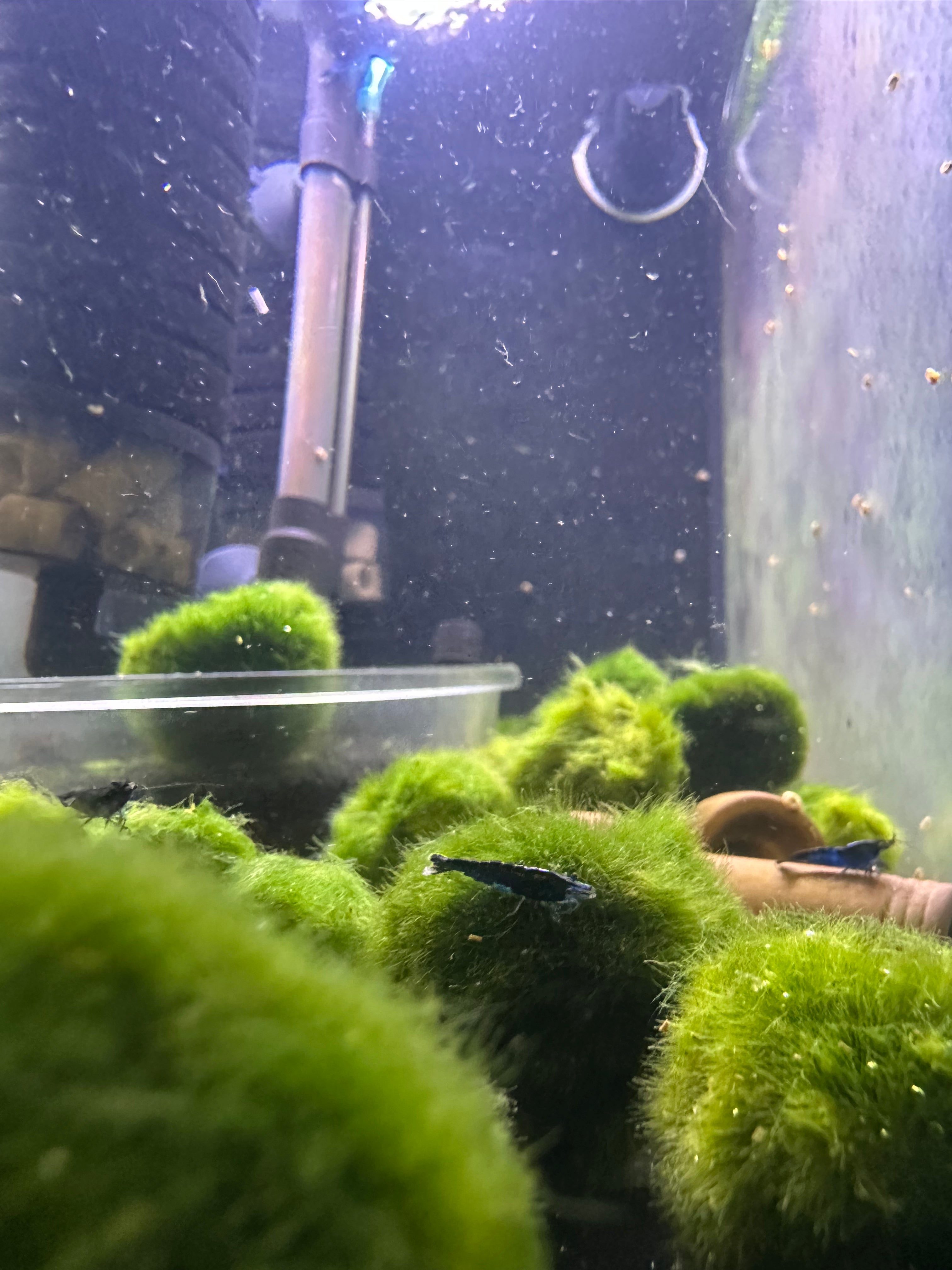 marimo moss balls, marimo moss ball, marimo moss ball for sale, buy marimo moss ball online, marimo moss balls for sale, marimo moss ball for fish tank