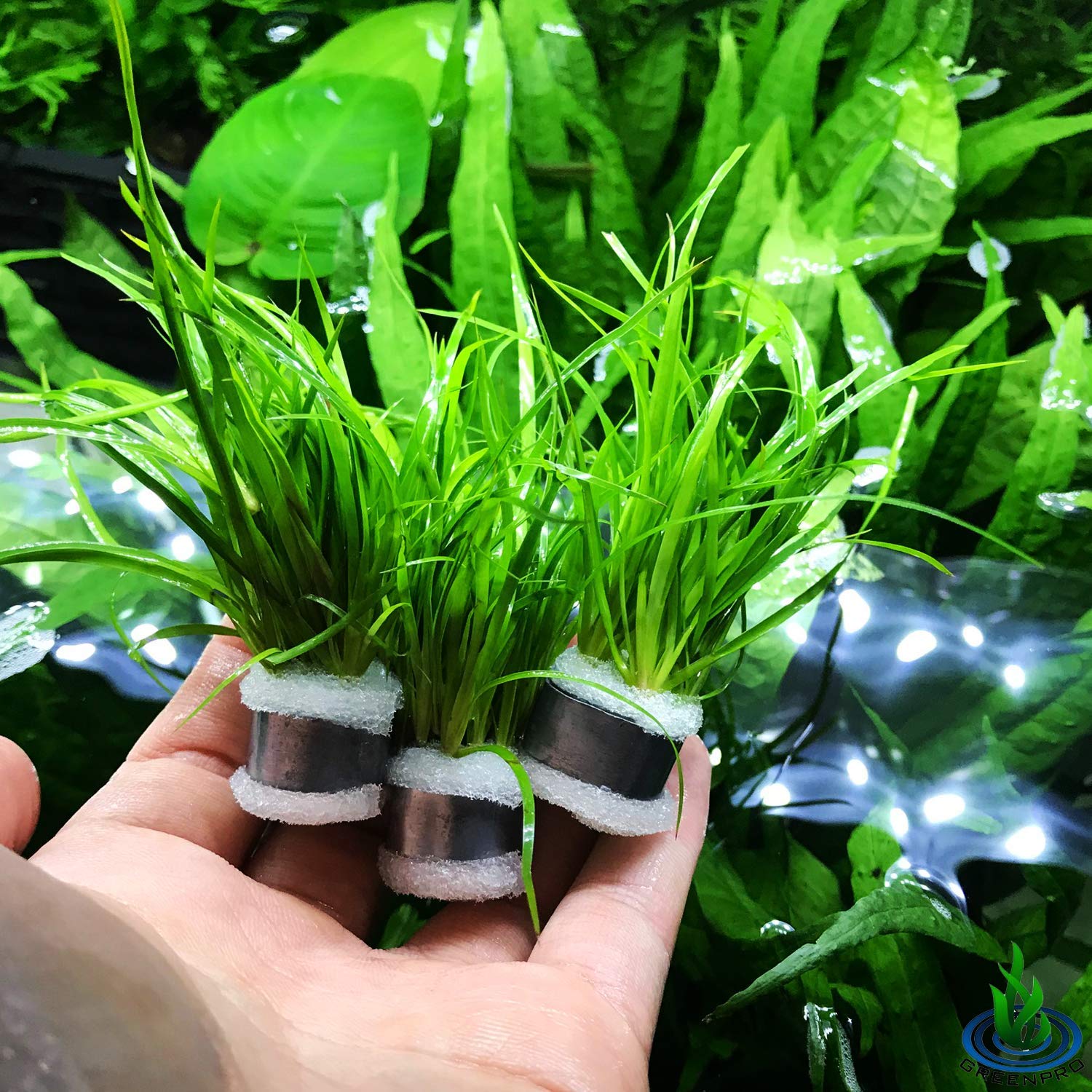 Creeping Rush (Juncus repens) aquarium plants