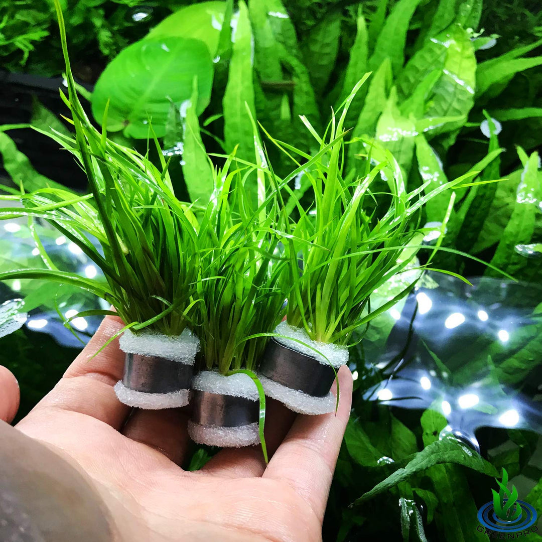 Creeping Rush (Juncus repens) aquarium plants