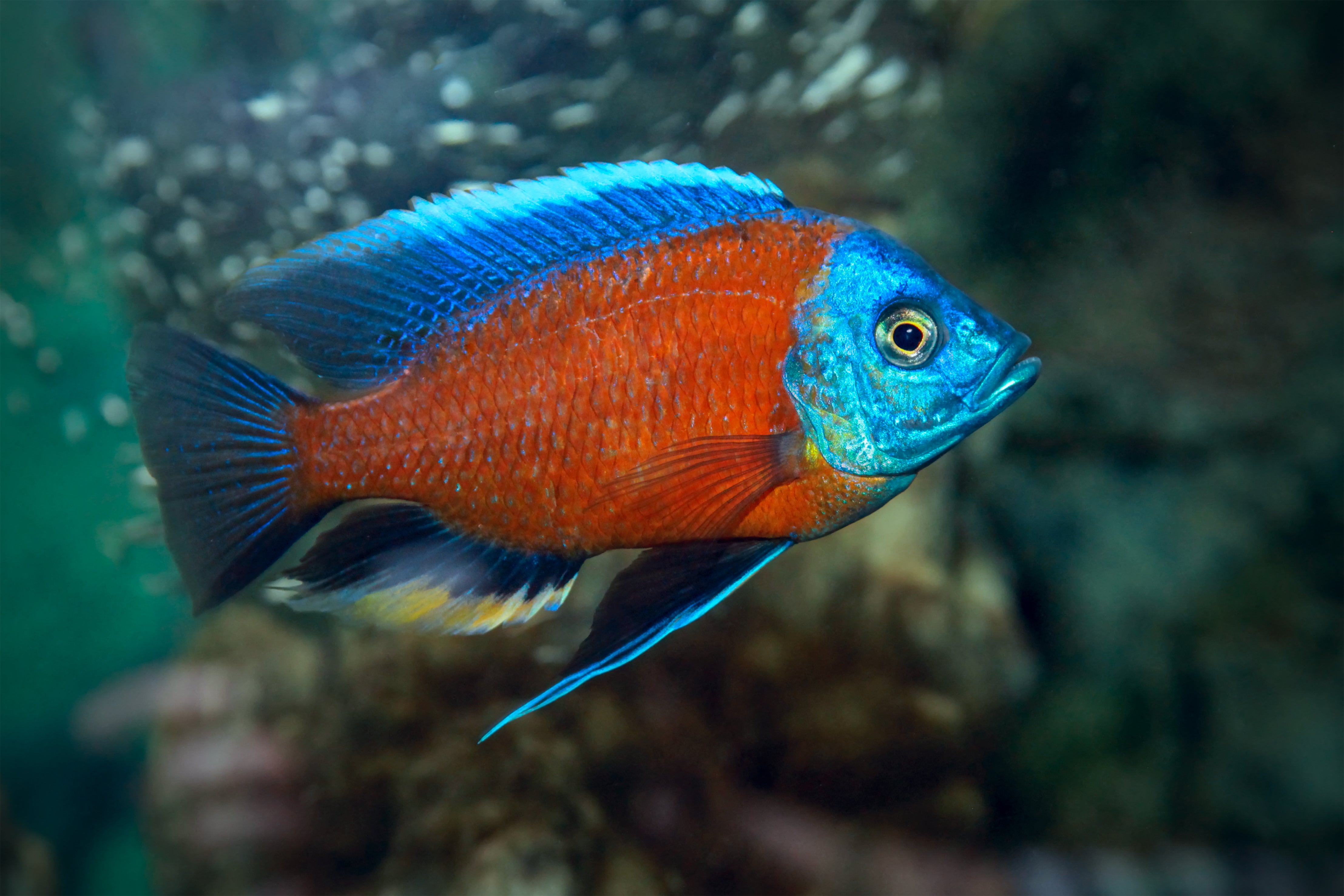 copadichromis borleyi, kadango cichlid, borleyi cichlid, redfin borleyi cichlid, red fin cichlid, red fin borleyi, red fin borleyi cichlid, copadichromis