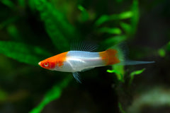 Koi Kohaku Swordtail Fish