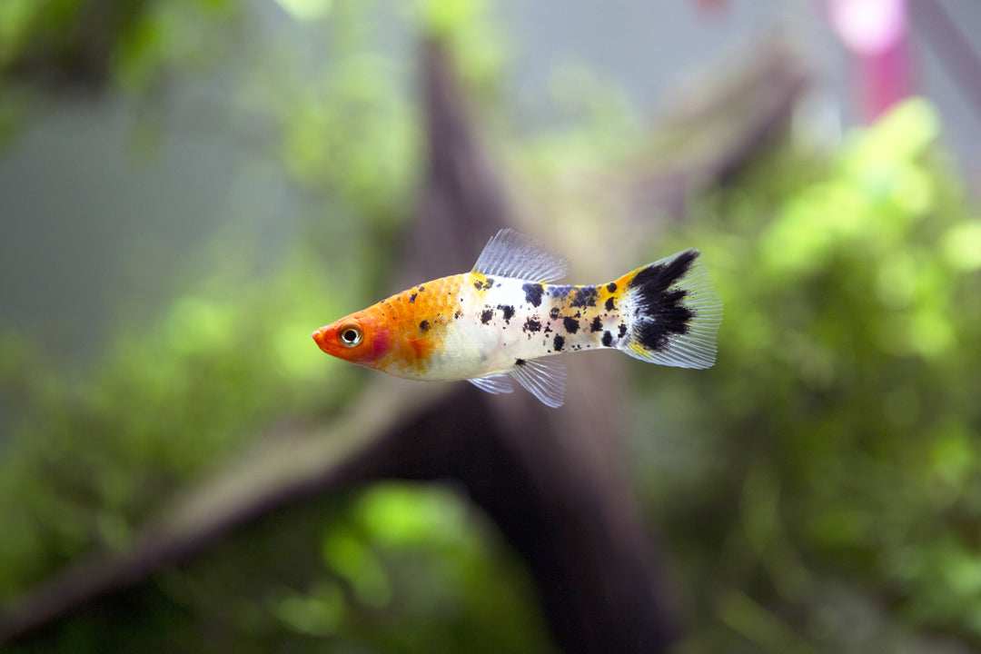 sanke swordtail, koi swordtail, koi swordtail fish, koi sanke swordtail, sanke swordtail fish, tricolor swordtail, sanke koi swordtail, koi swordtails, swordtail koi, koi sanke swordtail for sale, swordtail fish for sale, swordtail for sale