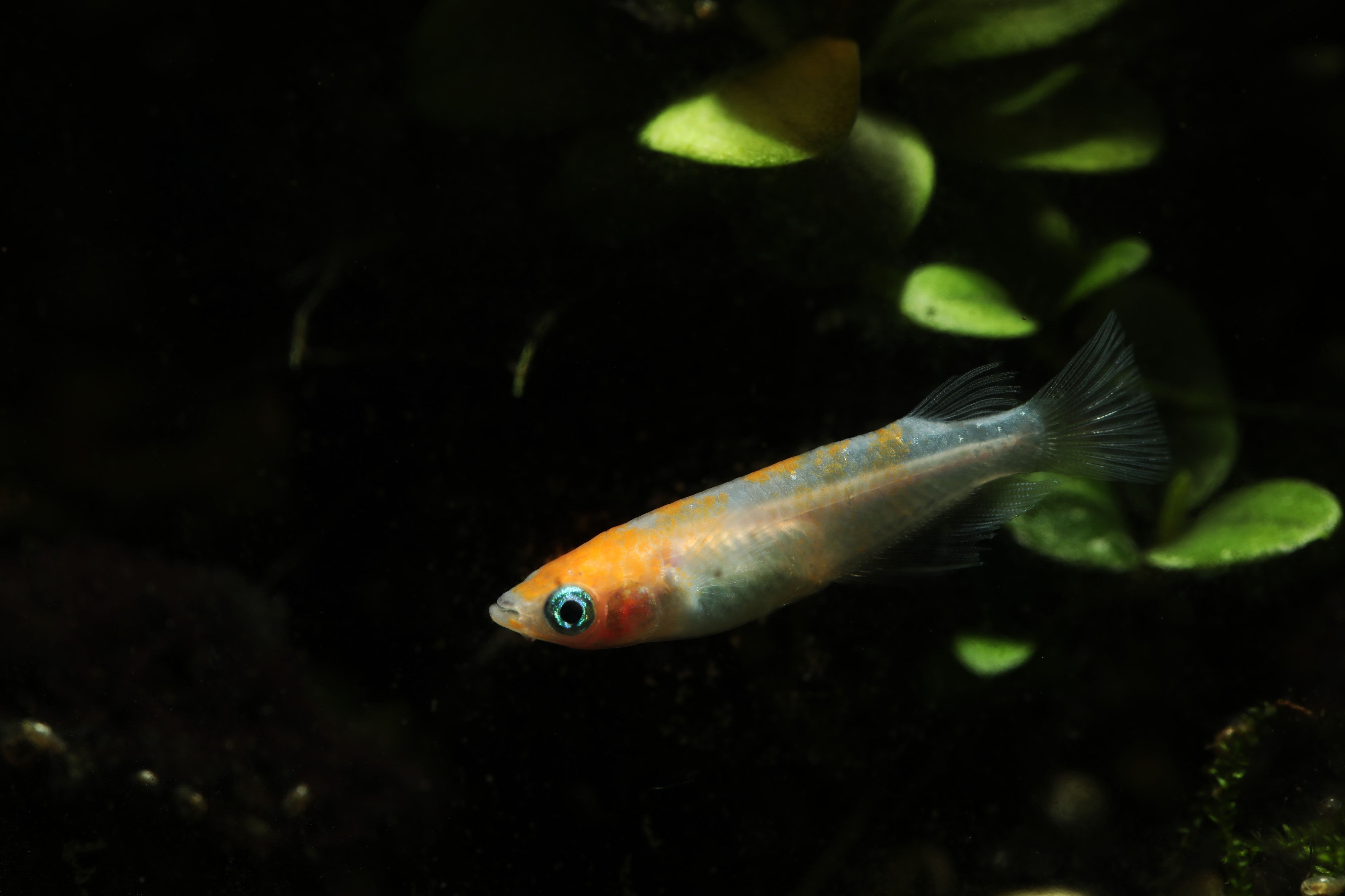 medaka, rice fish, medaka rice fish, japanese rice fish, ricefish, medaka fish, rice fish for sale, medaka ricefish, medaka rice fish for sale, oryzias latipes, komachi medaka ricefish, komachi ricefish for sale, komachi japanese ricefish