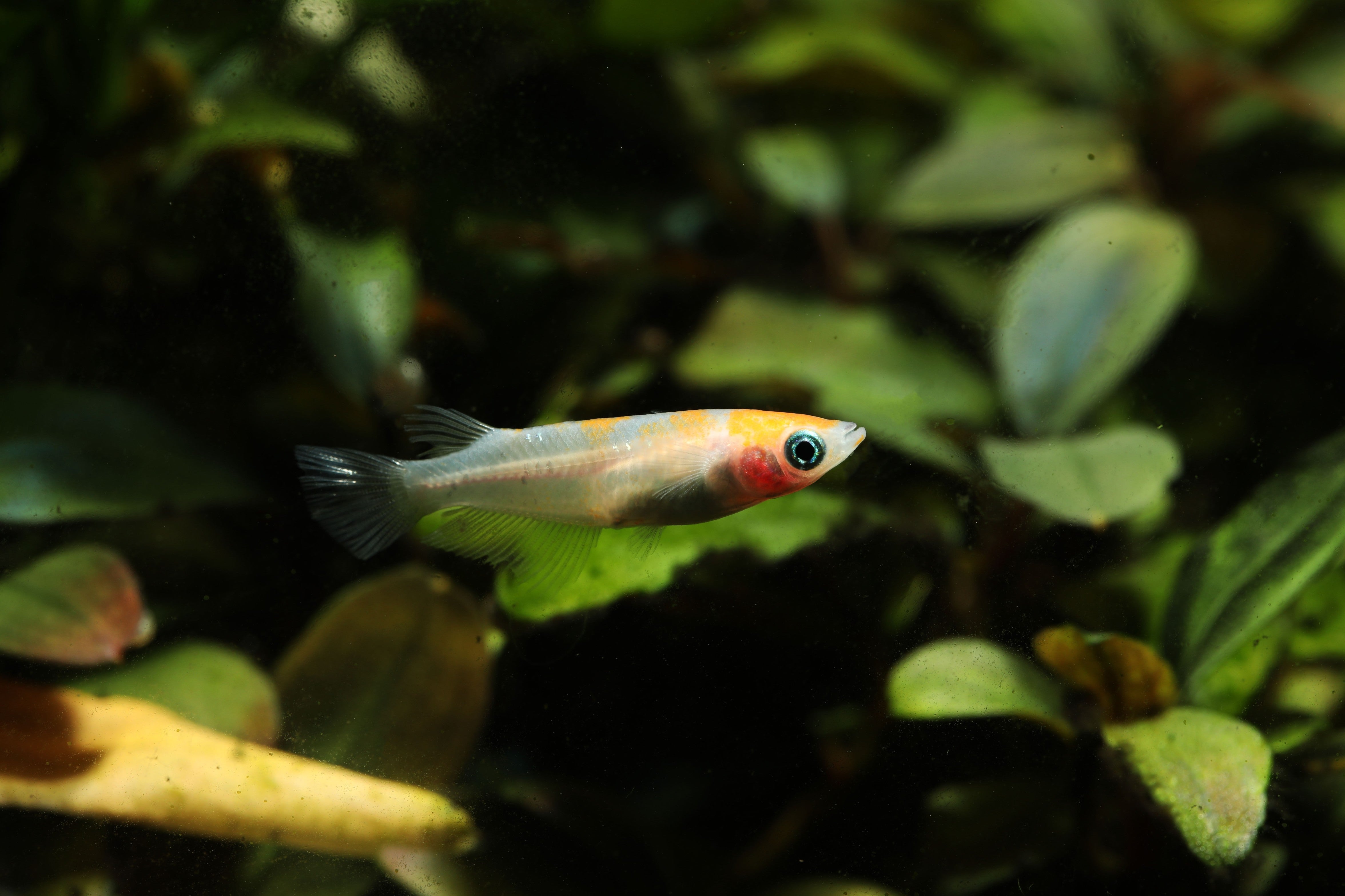 medaka, rice fish, medaka rice fish, japanese rice fish, ricefish, medaka fish, rice fish for sale, medaka ricefish, medaka rice fish for sale, oryzias latipes, komachi medaka ricefish, komachi ricefish for sale, komachi japanese ricefish