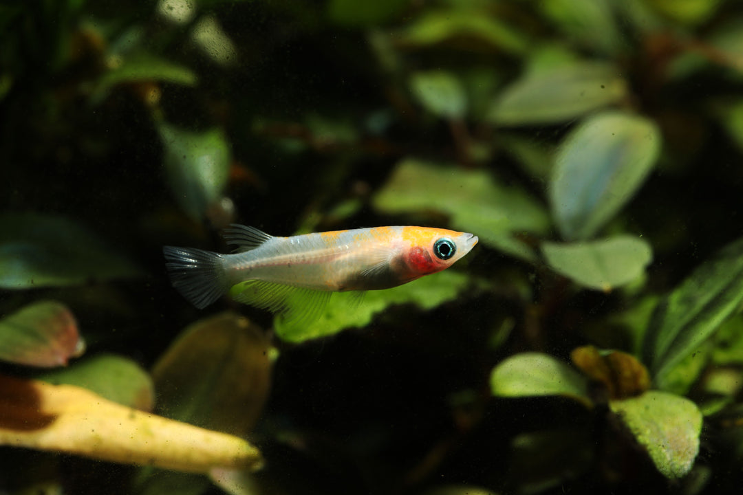 medaka, rice fish, medaka rice fish, japanese rice fish, ricefish, medaka fish, rice fish for sale, medaka ricefish, medaka rice fish for sale, oryzias latipes, komachi medaka ricefish, komachi ricefish for sale, komachi japanese ricefish