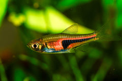 Lambchop Rasbora