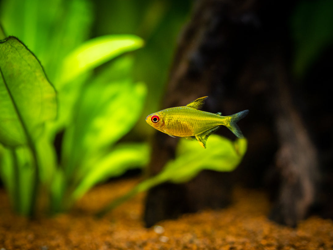 lemon tetra, lemon tetras, yellow tetra, lemon tetra size, lemon tetra for sale, lemon tetra fish, lemon tetra school, lemon tetra care, lemon tetras for sale, lemon fish live
