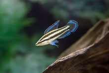 Licorice Gourami (Parosphromenus deissneri)