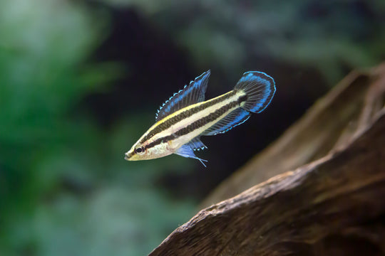 Gourami Fish for Sale – Buy Dwarf Gourami Species & Varieties Online ...