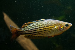 Maccullochi Rainbow Fish