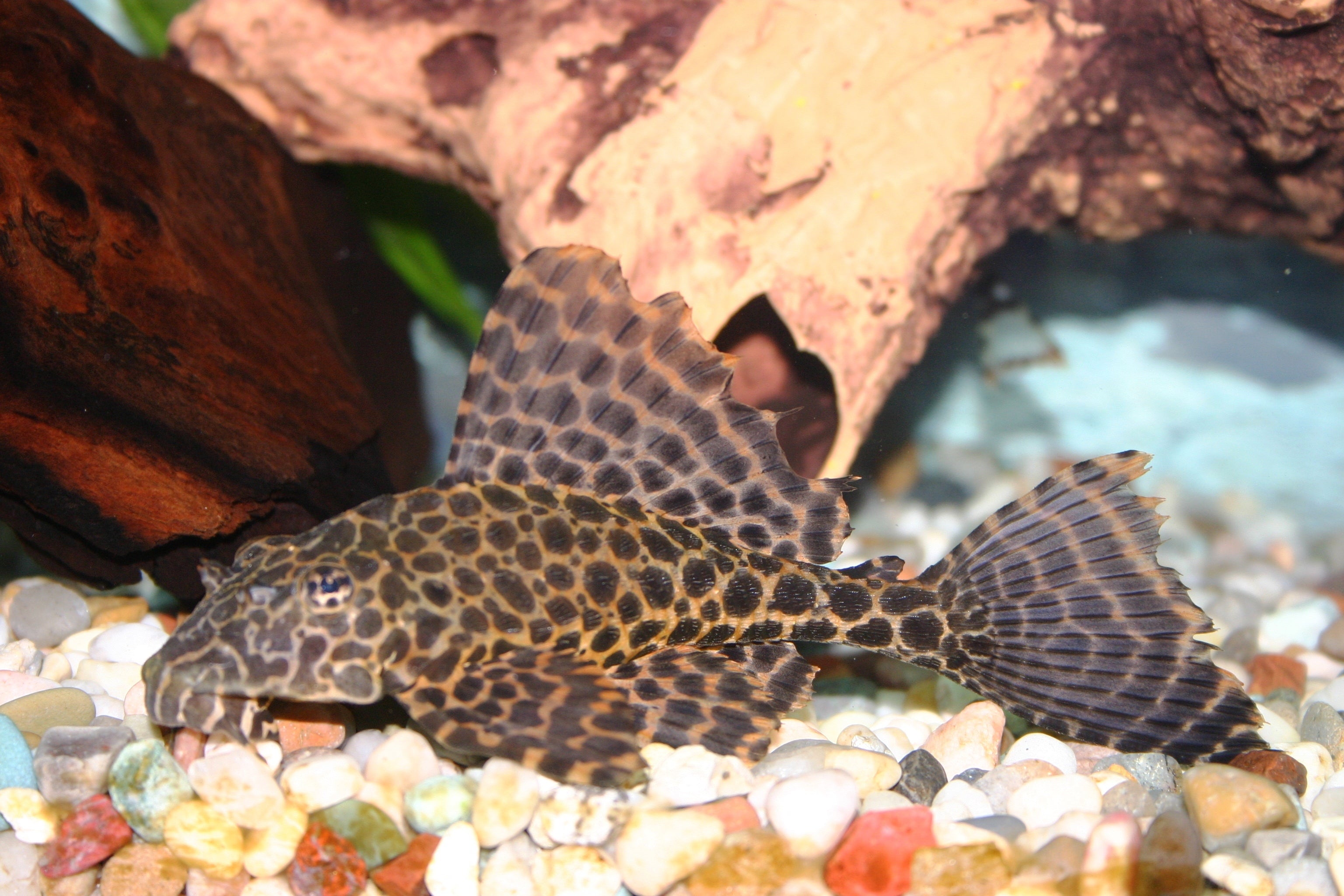marble sailfin pleco, sailfin pleco, spotted sailfin pleco, marble sailfin pleco size, marbled sailfin pleco, sailfin plecos, leopard sailfin pleco, pterygoplichthys joselimaianus, sail fin pleco, sailfin plecostomus, sailfin spotted pleco