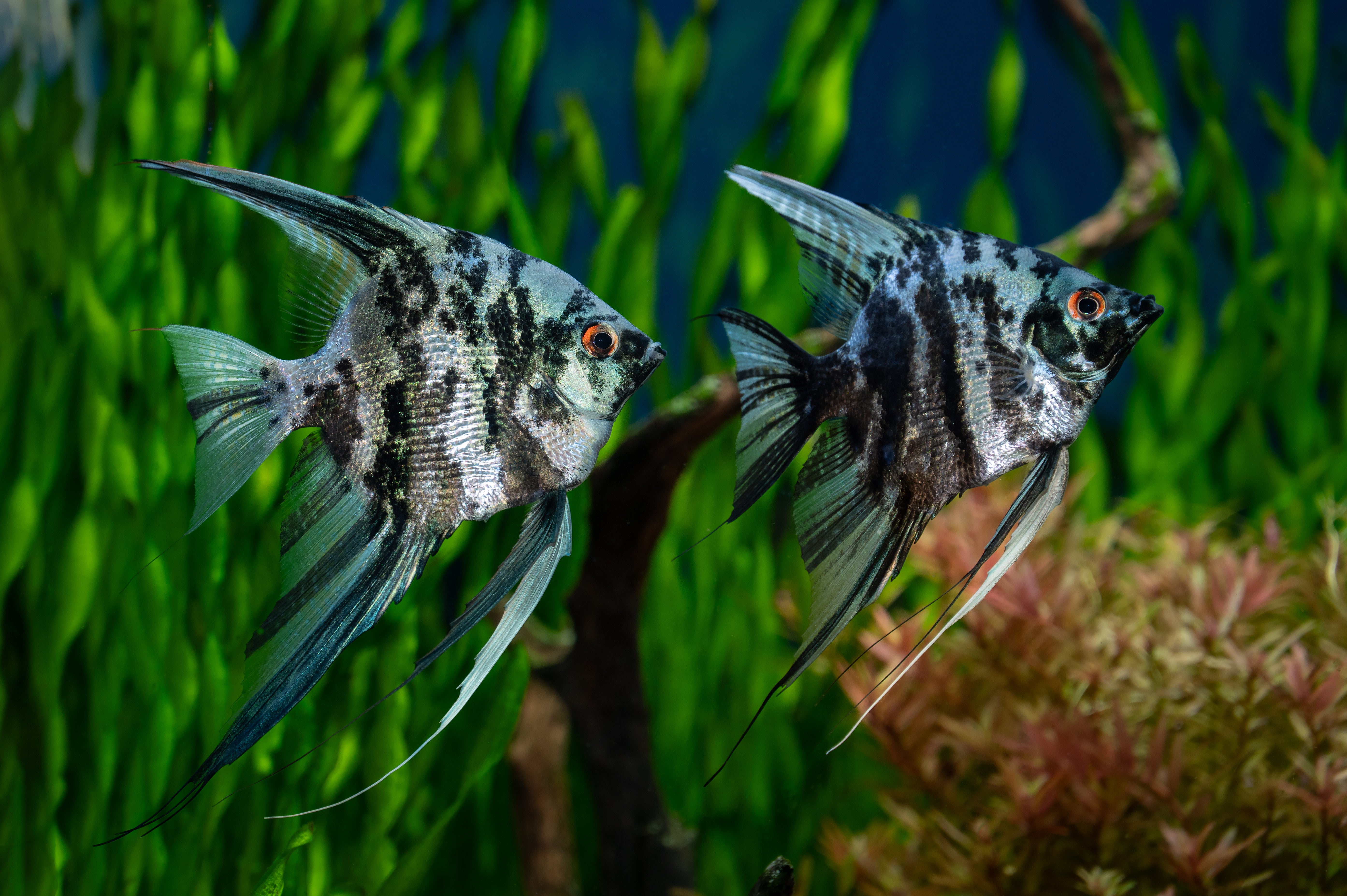 angelfish for sale, angel fish freshwater, freshwater angelfish for sale, freshwater angelfish colors, marble angelfish, black and white angelfish, marble fish, black marble angelfish, marbled angelfish, scalare angelfish, marble angels, angelfish black and white, black and white angel fish, marble angel fish