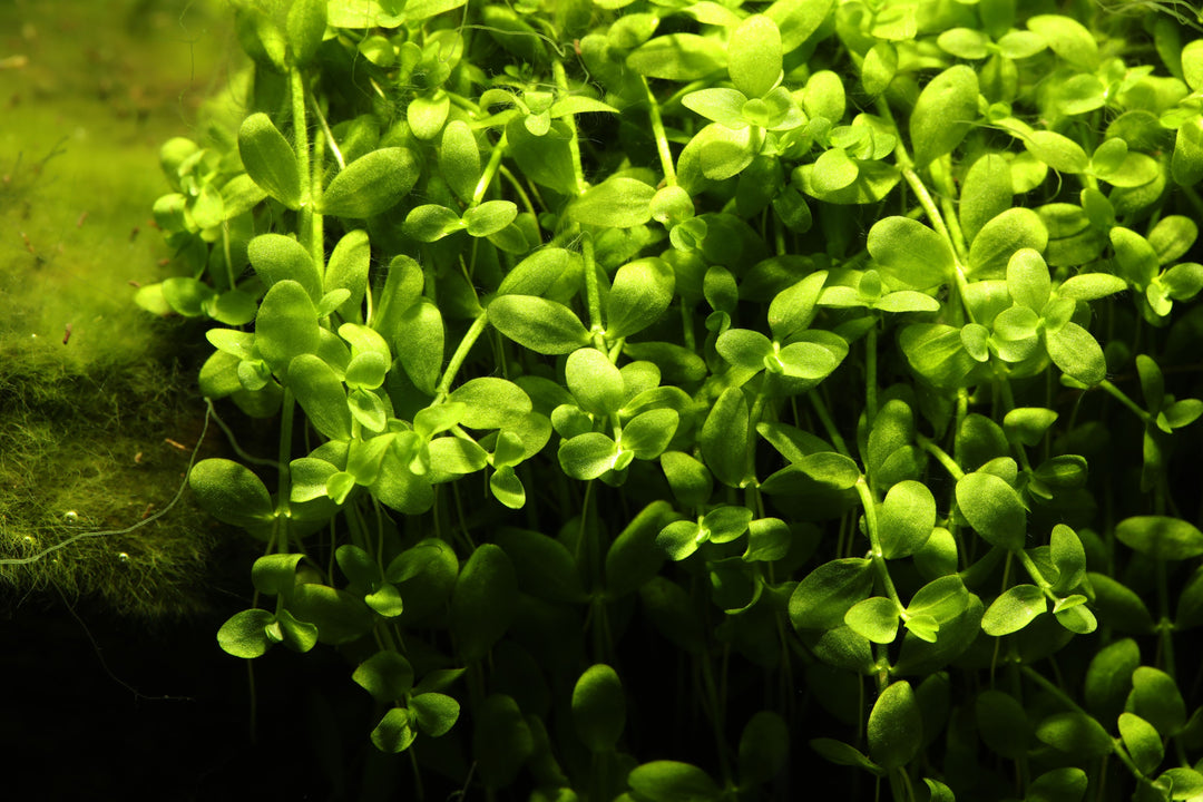 monte carlo plant, monte carlo aquarium plant, aquarium carpet plants, micranthemum monte carlo, monte carlo plant aquarium, monte carlo carpeting plant, monte carlo aquarium, monte carlo carpet plant, monte carlo aquatic plant, monte carlo plant for sale, monte carlo plants, monte carlo carpet aquarium