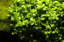 Micranthemum Tweediei 'Monte Carlo' Aquatic Plant