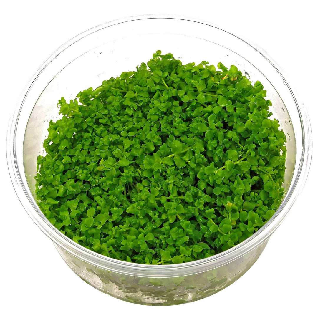 Giant Baby Tears aquarium plant (Micranthemum umbrosum)
