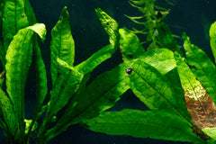 Java Fern Broad Leaf (Microsorum pteropus 'Broad leaf')