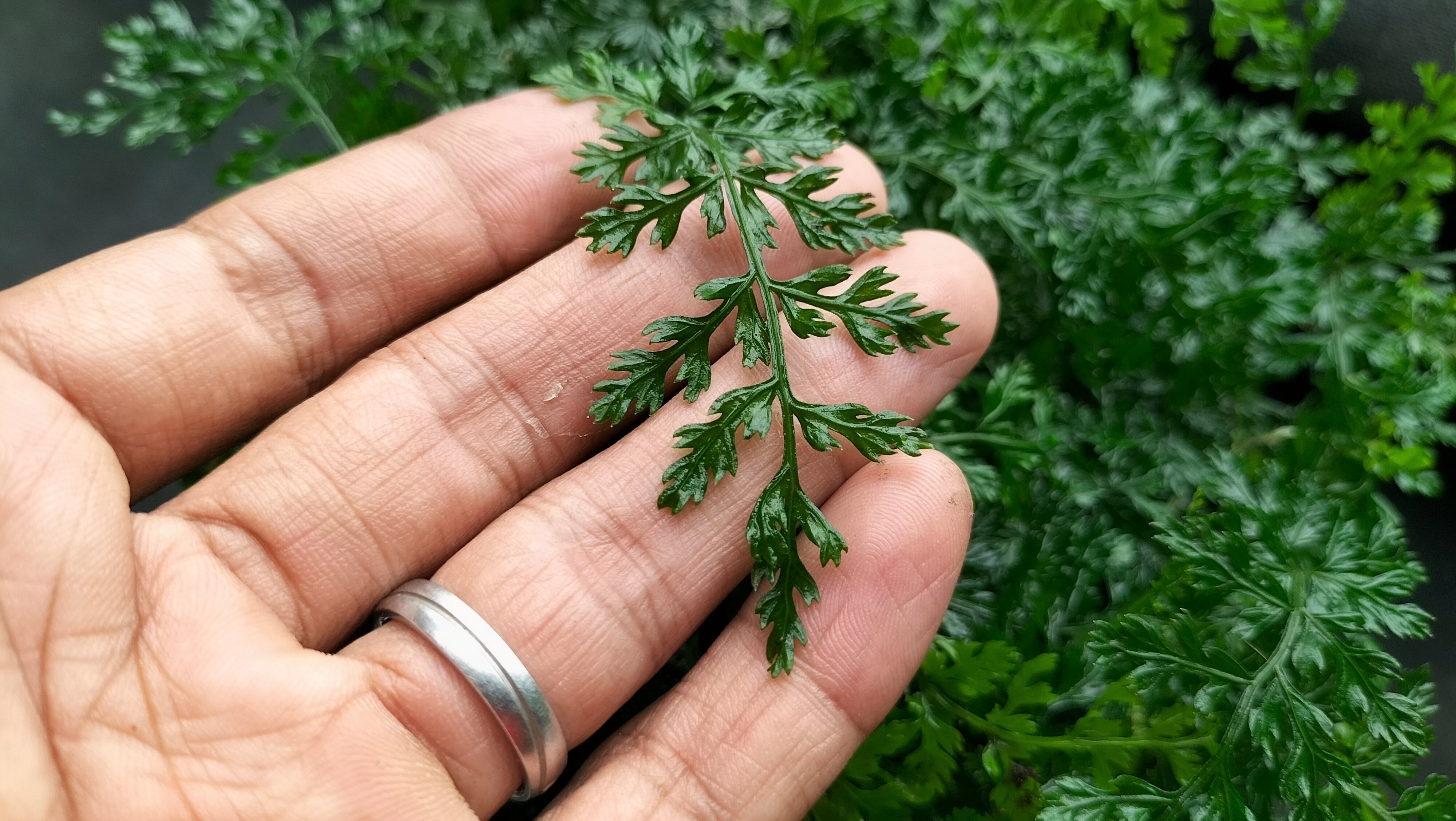 focus of hand holding Mini Asian Water Fern (Bolbitis heteroclita ‘Difformis’), often called Mini Bolbitis or El Nino Fern