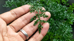 Mini Asian Water Fern (Bolbitis Heteroclita Difformis)