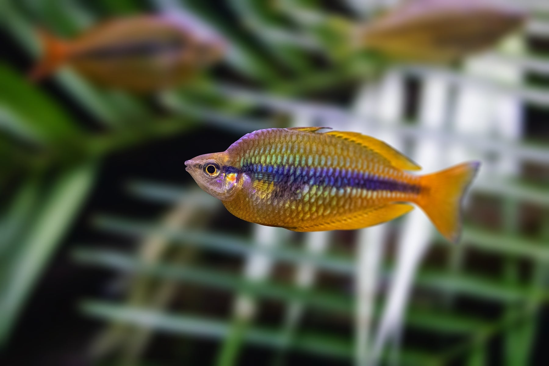 Splishy Fish Banded Rainbowfish Melanotaenia trifasciata for Sale - Rainbow Fish Buy ...