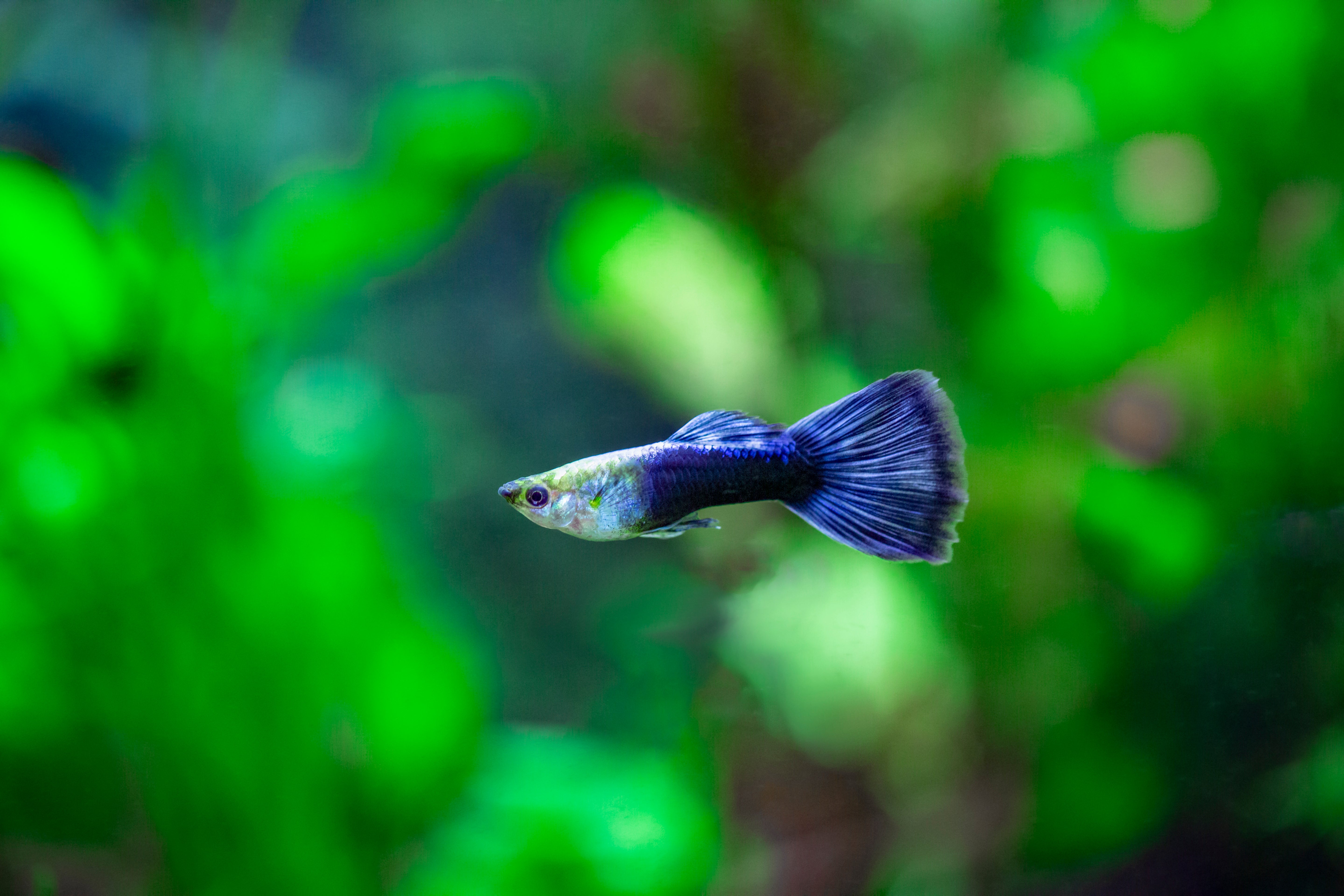 Neon Blue Fancy Guppy Fish for Sale