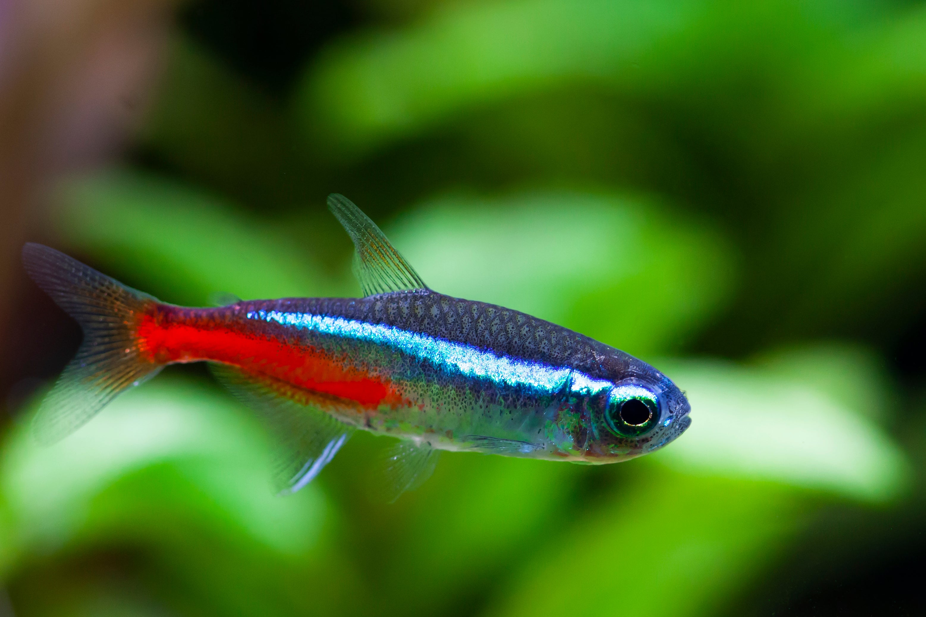 tetra, neon tetra, neon fish, neon tetras, neon tetra fish, neon tetra temperature, neon tetra size, neons fish, tetra neon fish, neon tetras fish, neon tetra fish for sale, neon tetra for sale, buy neon tetra online, tetra for sale, tetra fish for sale