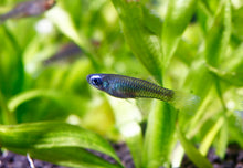 Norman's Lampeye Killifish