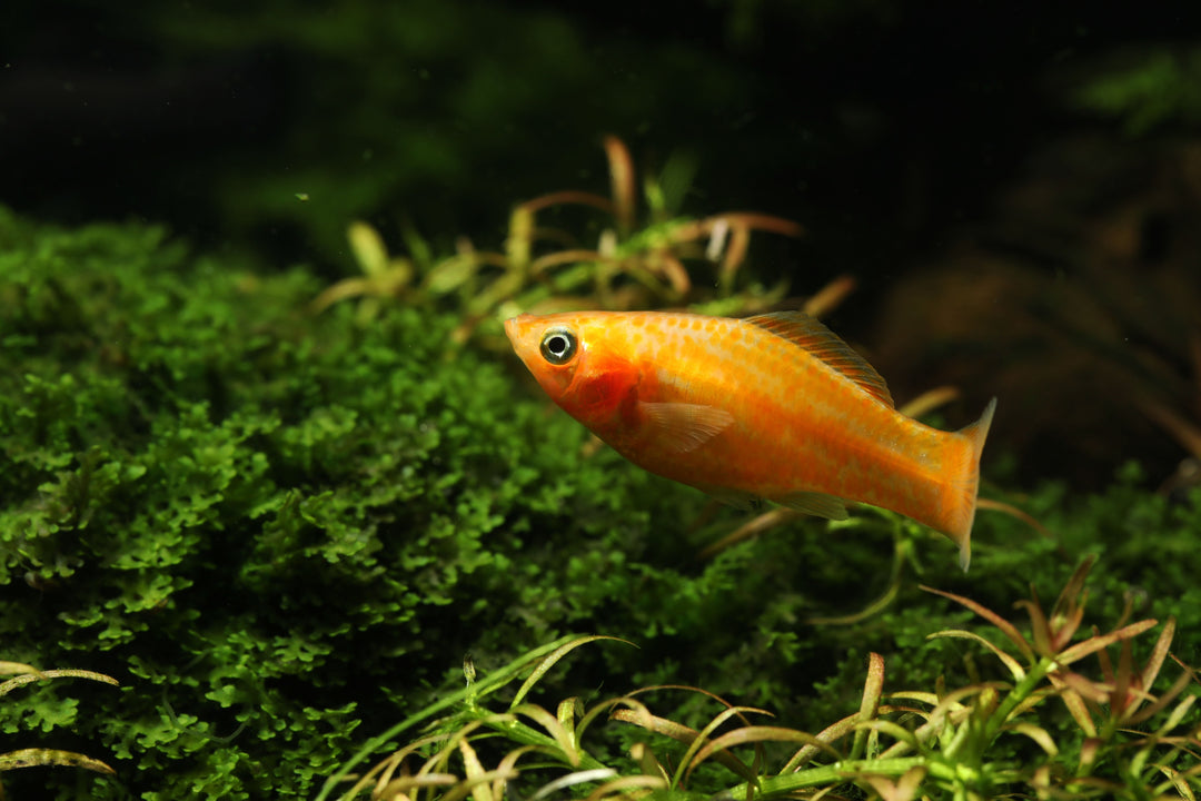 orange molly fish, orange molly, orange mollies, molly orange, molly fish orange, orange molly fish for sale, orange molly lyretail for sale, orange molly fish in planted tank