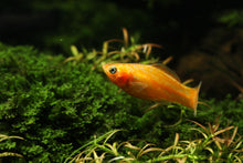 Orange Molly Fish