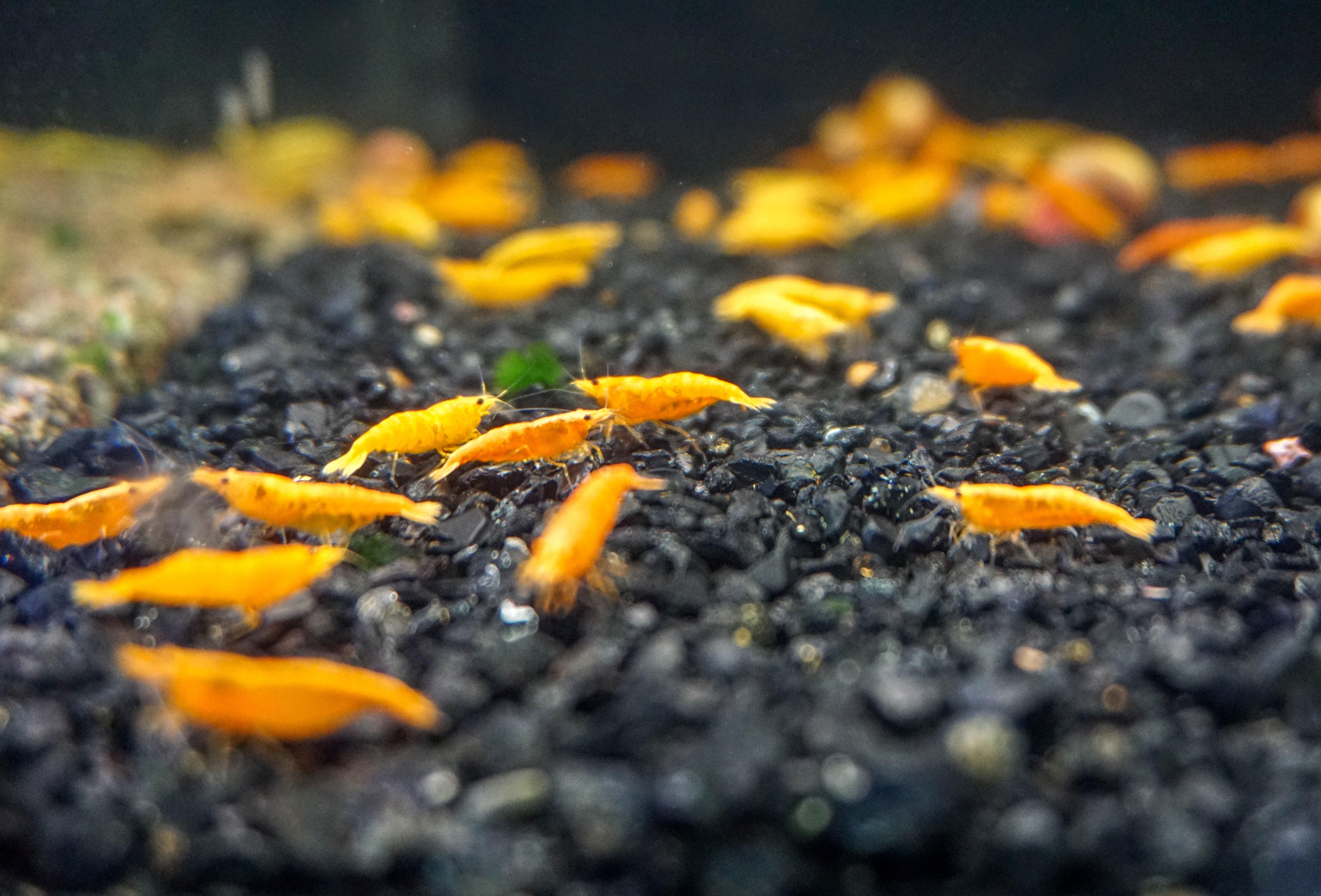 orange bee shrimp, baby shrimp alive, orange shrimp aquarium, orange sakura shrimp, orange neocaridina shrimp, orange pumpkin shrimp, pumpkin shrimp, orange cherry shrimp, orange freshwater shrimp, orange neocaridina, orange aquarium shrimp, orange shrimp freshwater, buy freshwater shrimp, orange shrimp neocaridina, shrimp pumpkin, pumpkin shrimp aquarium, pumpkin shrimp neocaridina