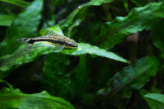 Otocinclus Affinis
