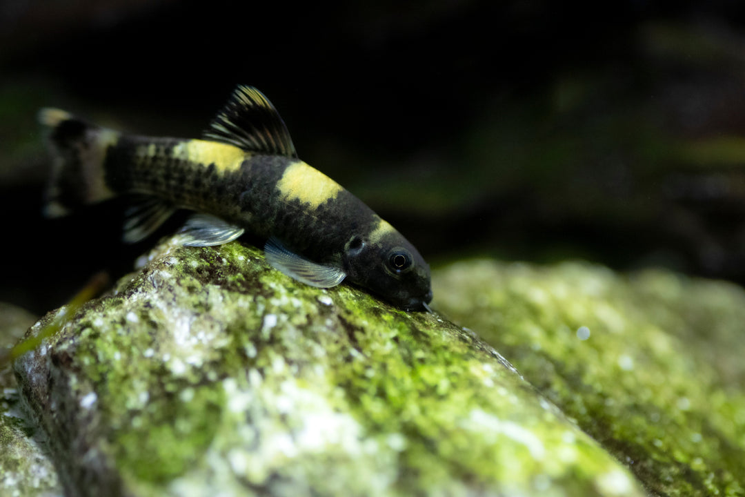 garra, panda garra, panda fish, panda garra fish, panda garra size, garra fish, panda garras, garra flavatra, panda garra tank mates, garra panda, panda garra for sale, garra flavatra for sale
